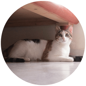 אתר מיצי - מזי החתולה הטריקולורית